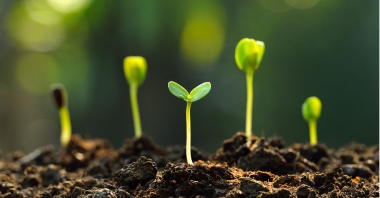 5 Edible Landscaping Ideas for Your Yard