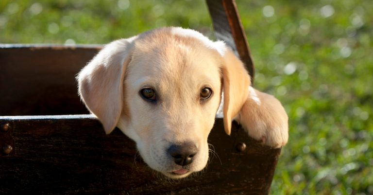 Helping Your Child Adjust to a New Pet