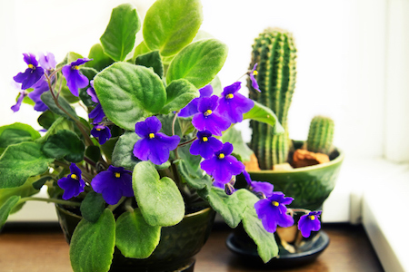 4 Stunning Flowering Houseplants